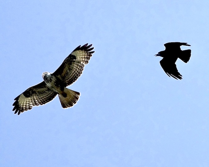 buzzard